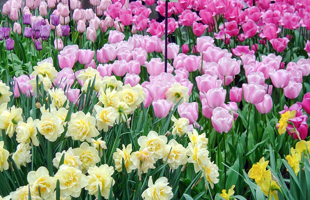 תהלוכות פרחים בהולנד